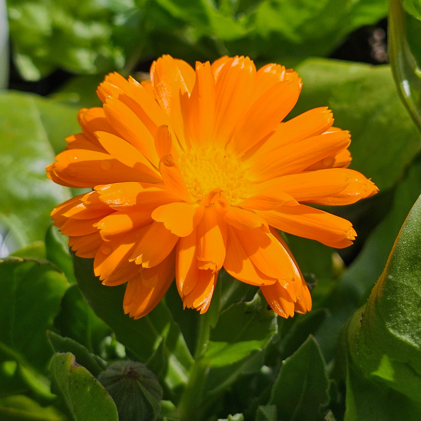 Calendula officinalis | Cantaloupe Mix