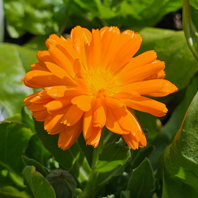 Calendula officinalis | Cantaloupe Mix