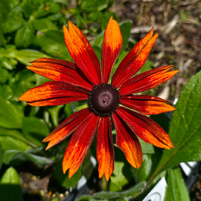 Rudbeckia hirta | Autumn Tones