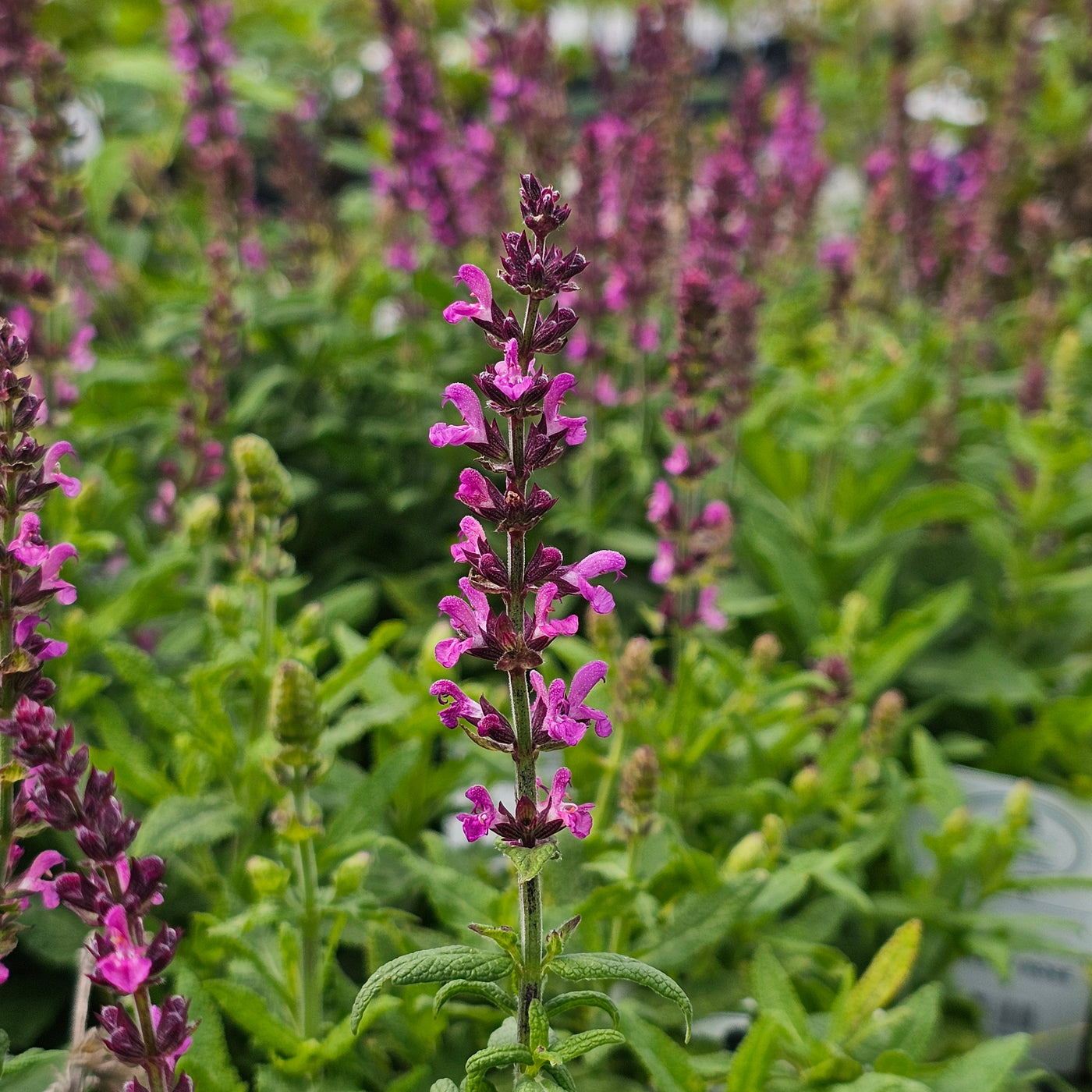 Salvia x superba | Merleau Rose