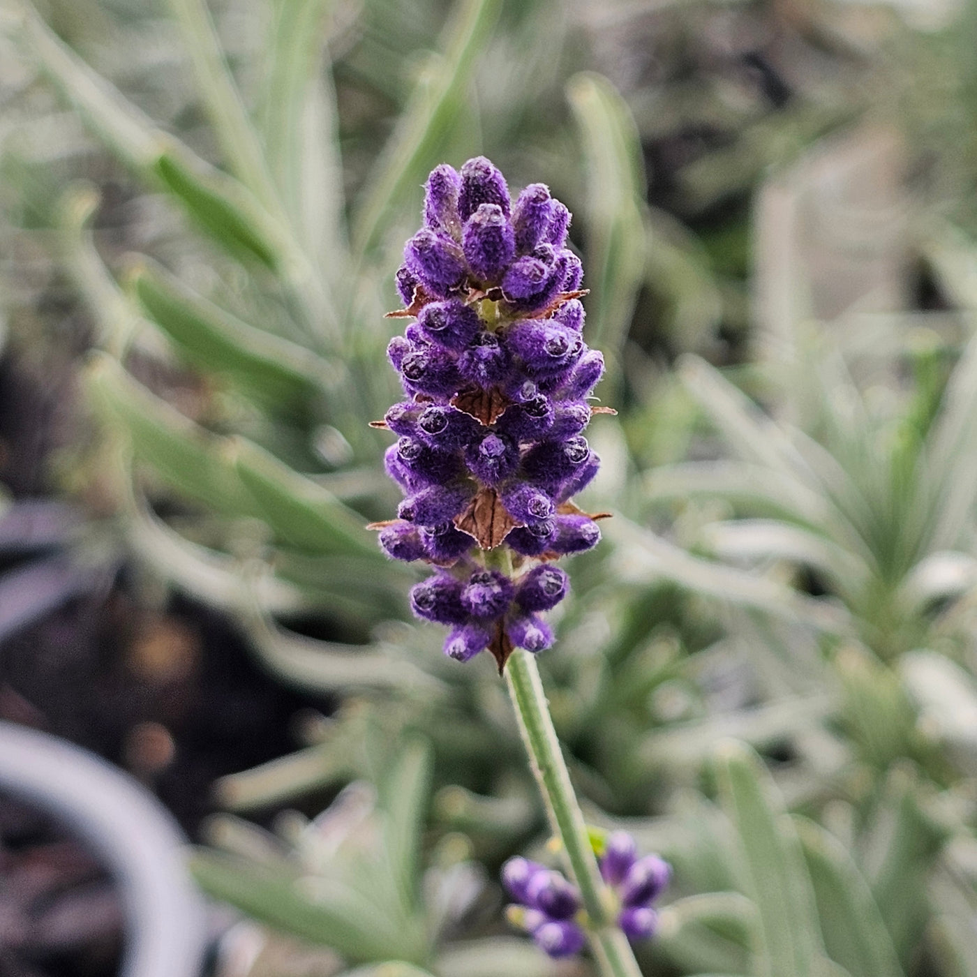 Lavandula angustifolia | Oxford Gem