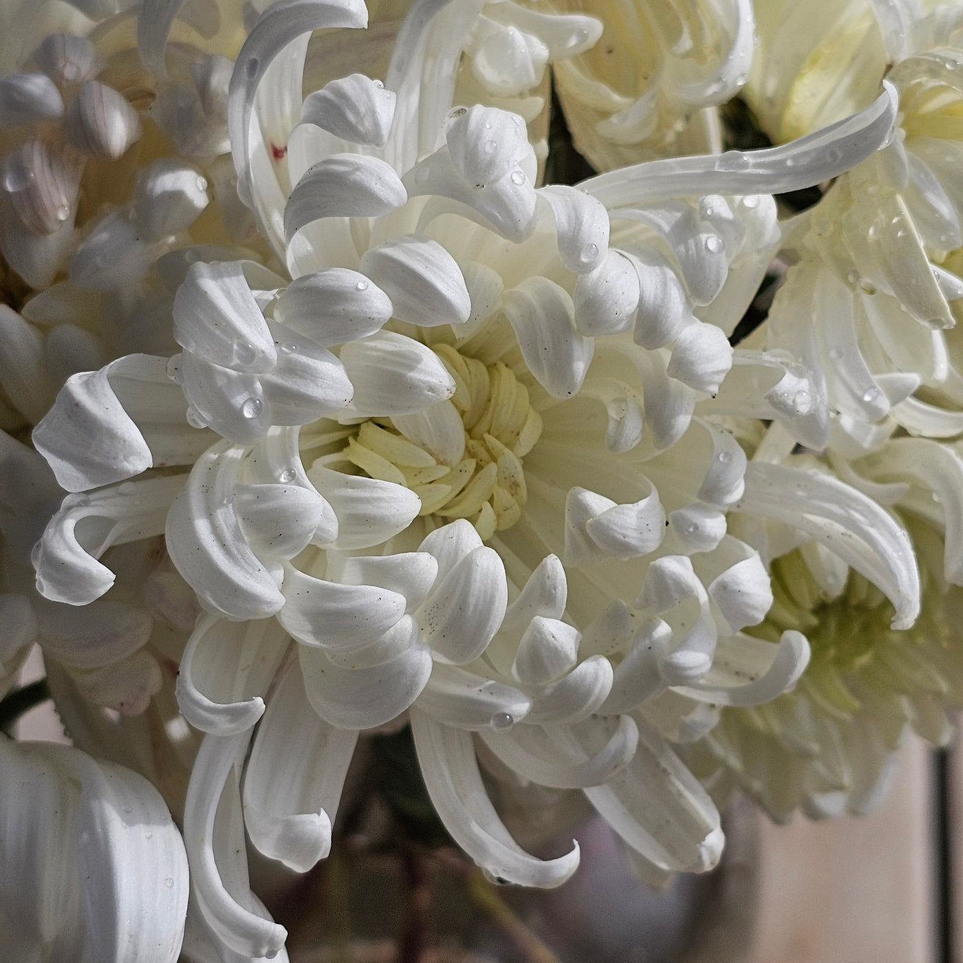 Chrysanthemum | Diablo