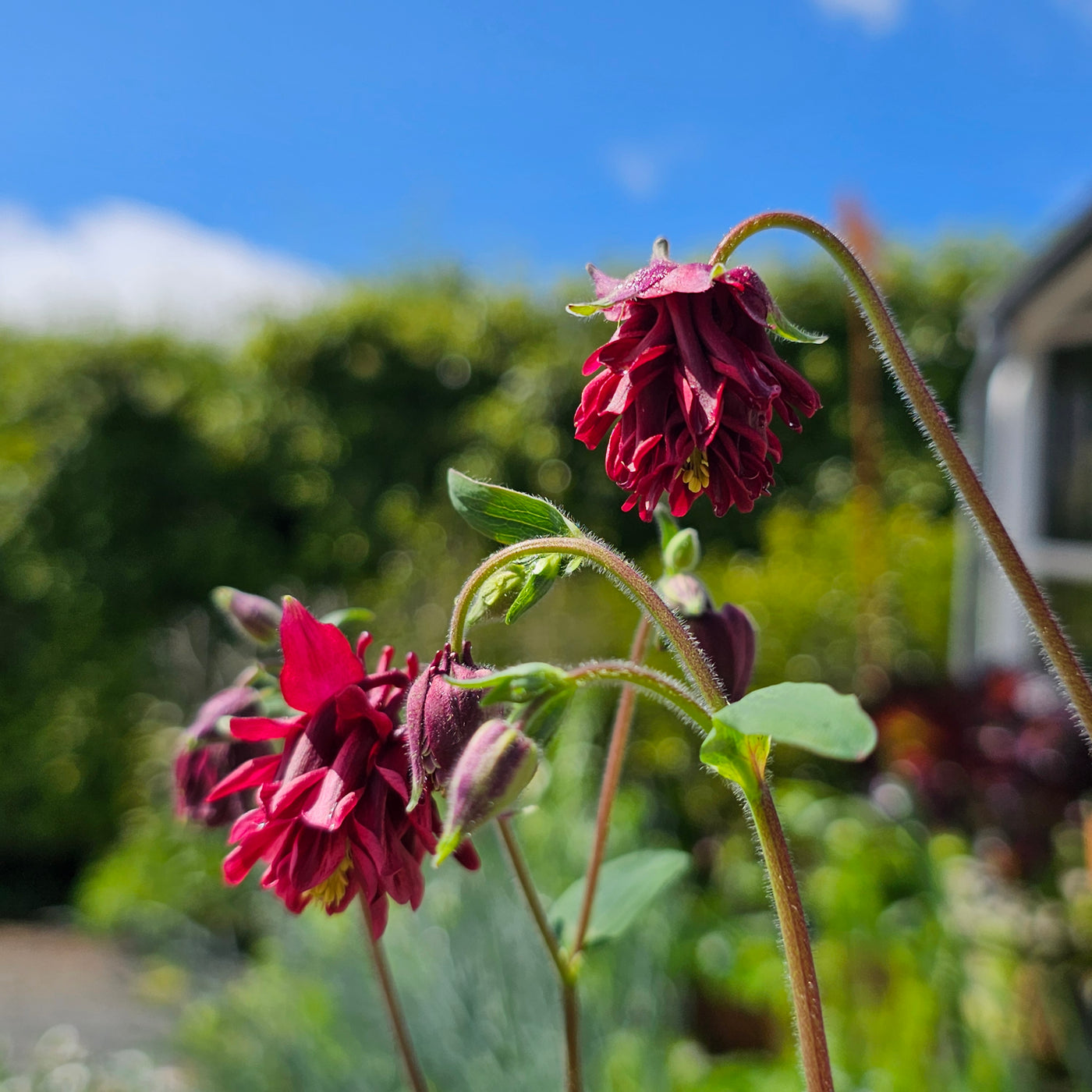 Aquilegia stellata var. stellata plena | Bordeaux Barlow