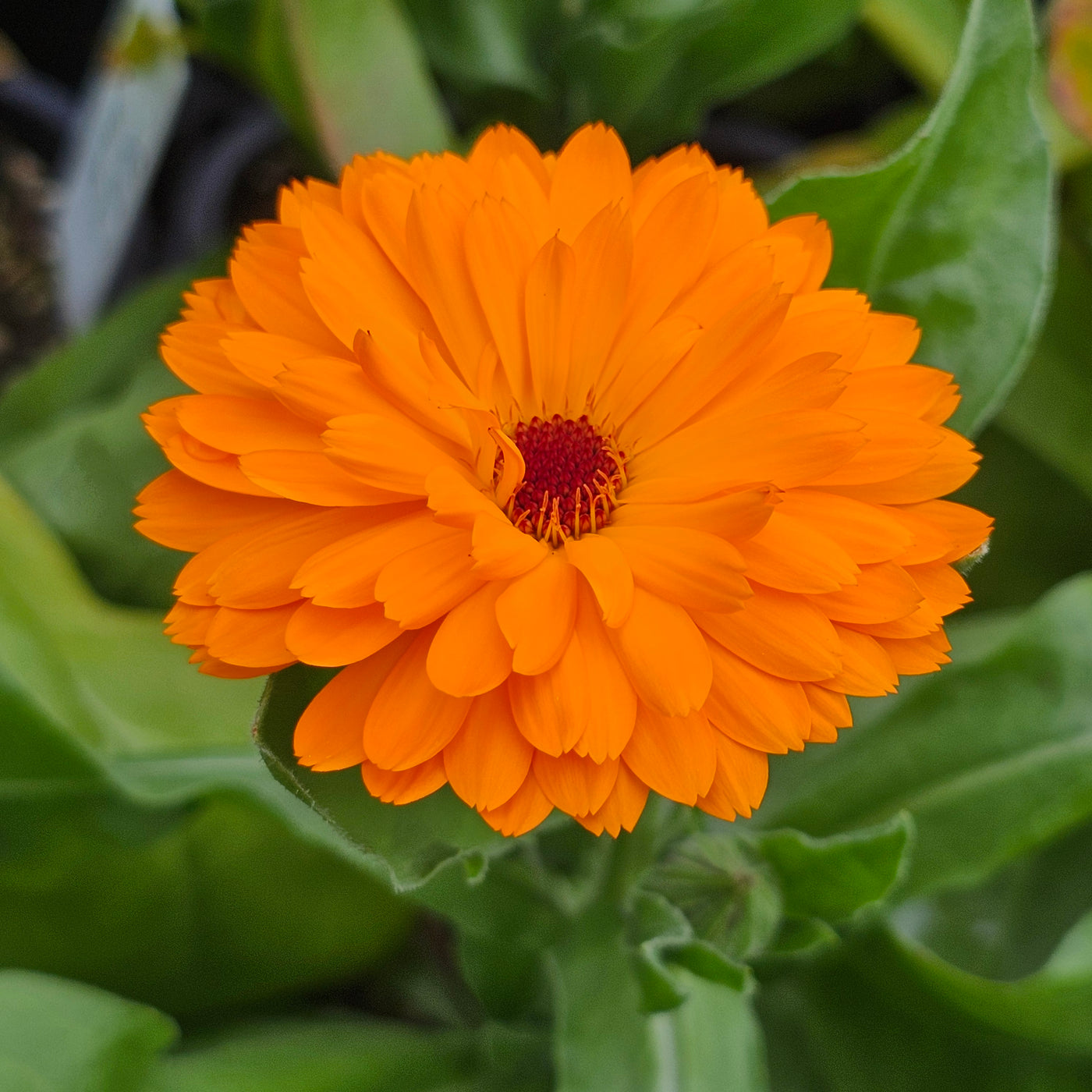 Calendula officinalis | Sunset Tones