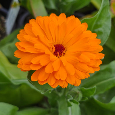 Calendula officinalis | Sunset Tones
