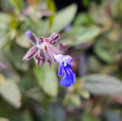 Salvia sinaloensis | Aztec Blue