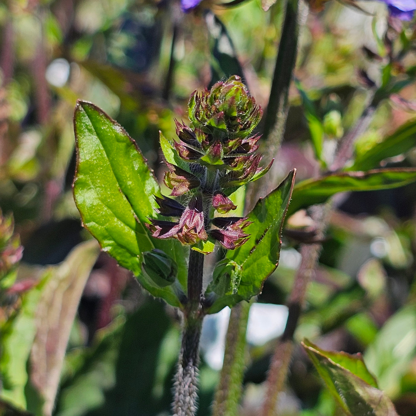 Salvia lyrata | Lyreleaf Sage