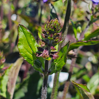 Salvia lyrata | Lyreleaf Sage