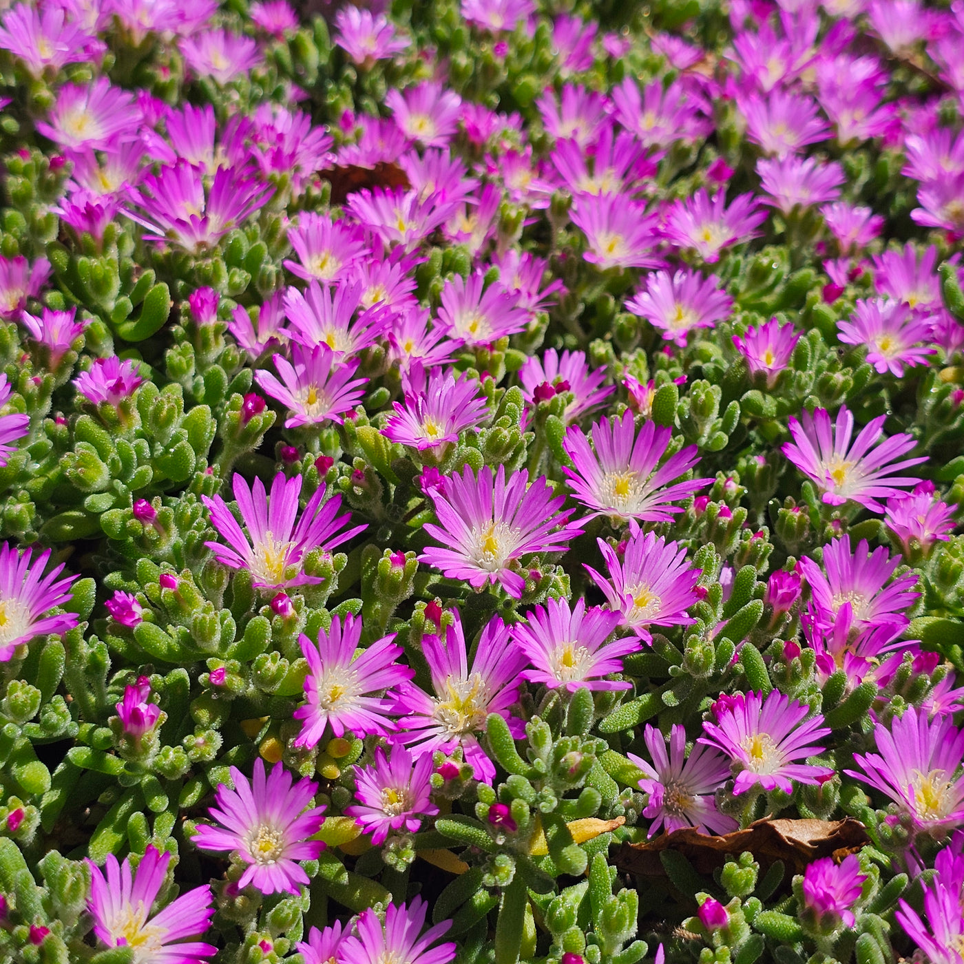Mesembryanthemum | Pinkie