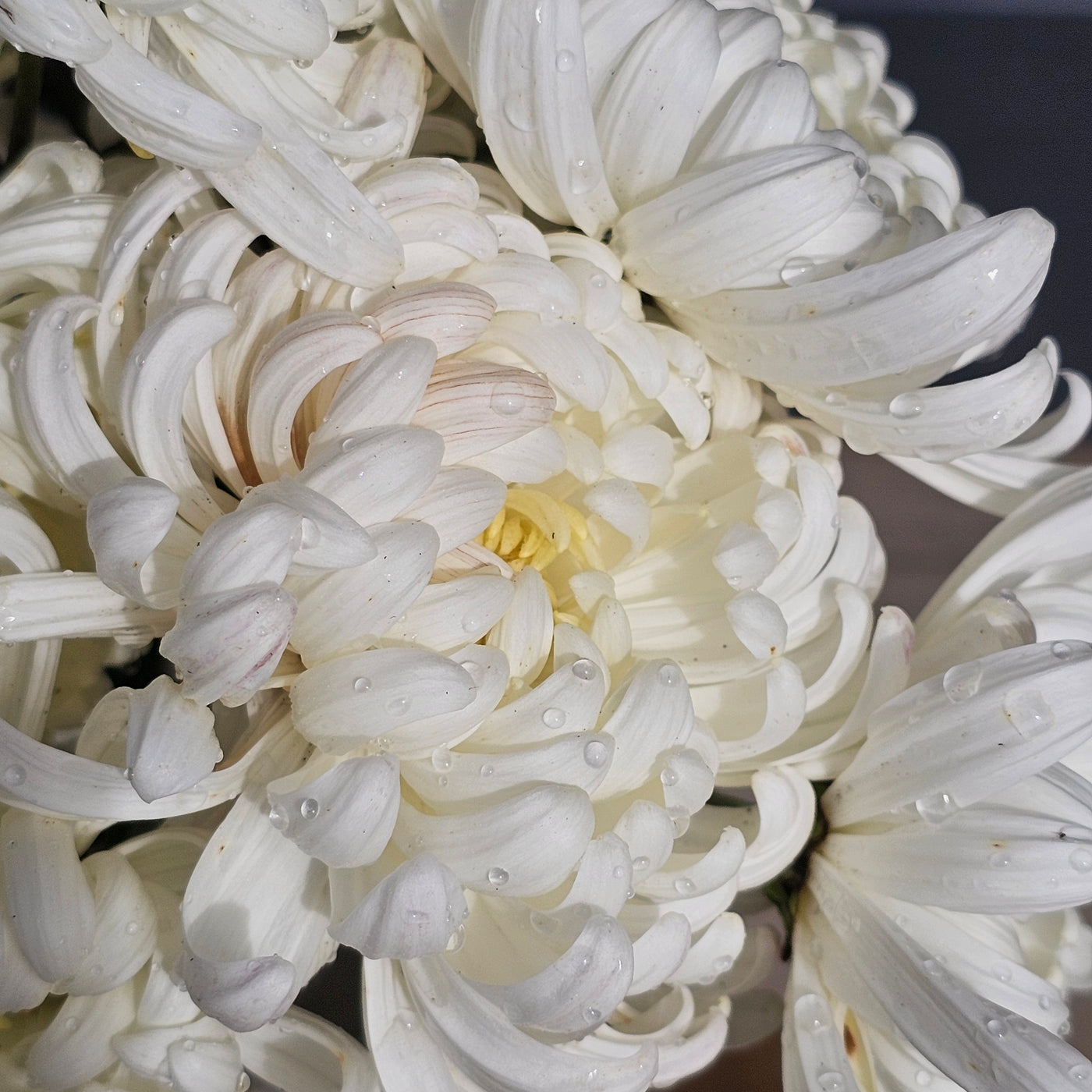 Chrysanthemum | Diablo