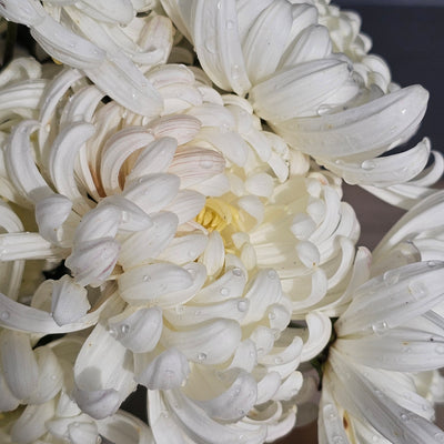 Chrysanthemum | Diablo