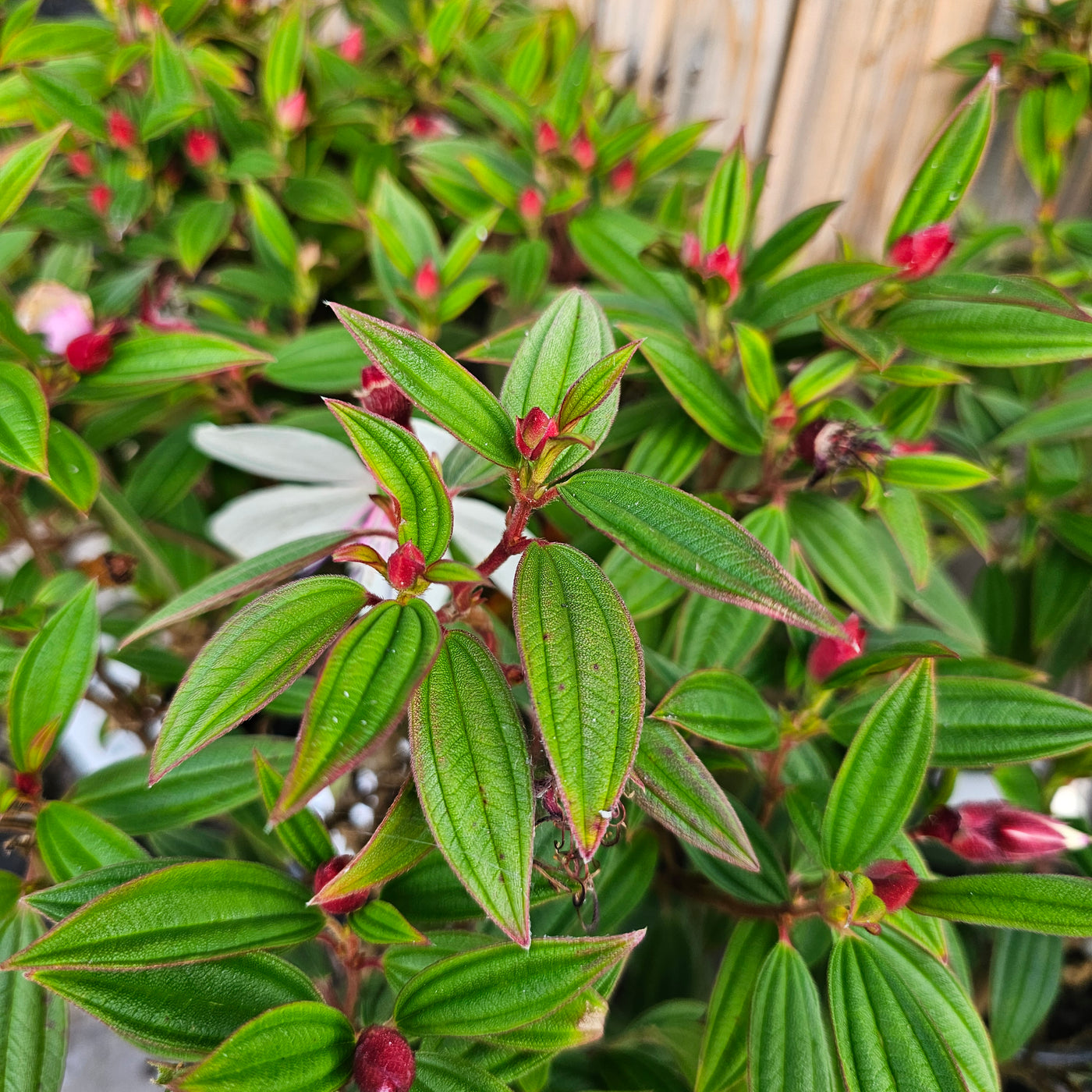 Tibouchina | Peace Baby