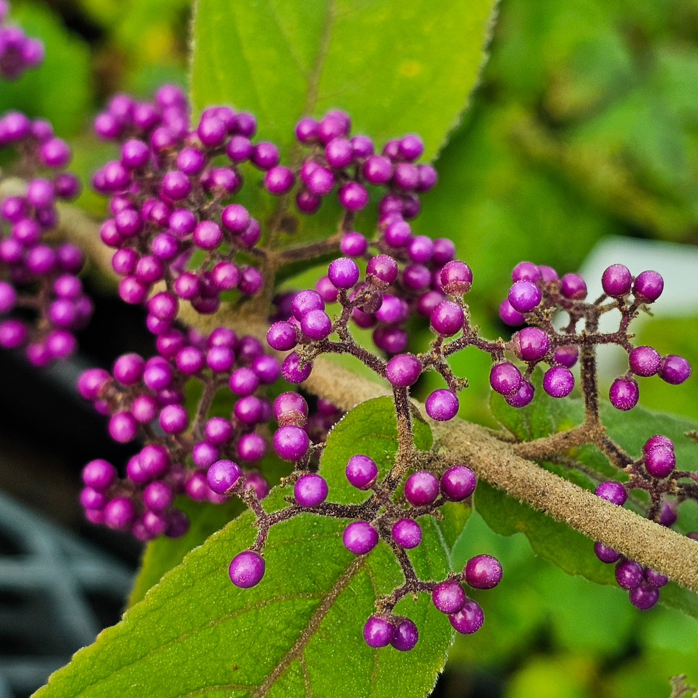 Callicarpa dichotoma | Beauty Berry
