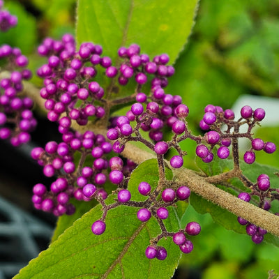 Callicarpa dichotoma | Beauty Berry