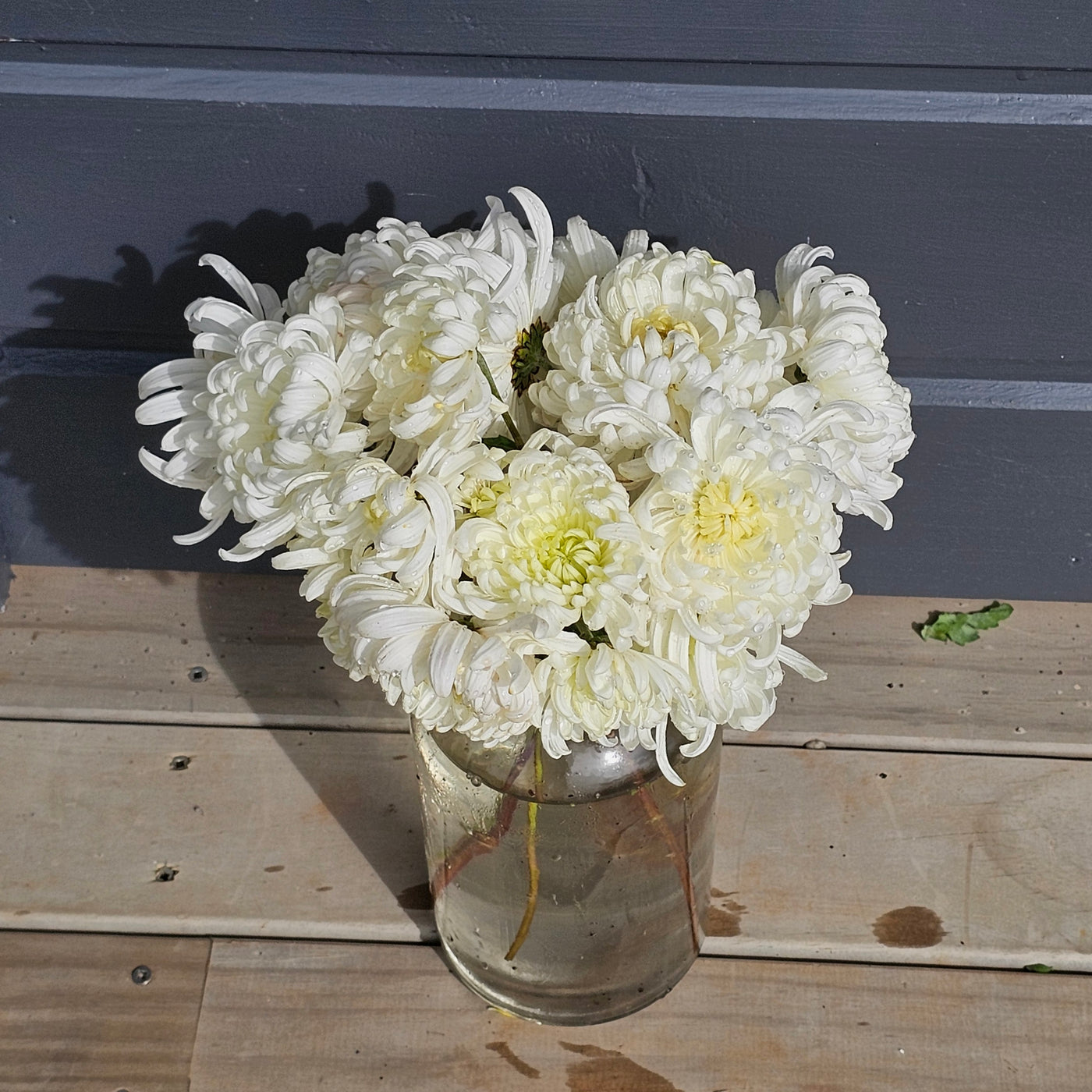 Chrysanthemum | Diablo