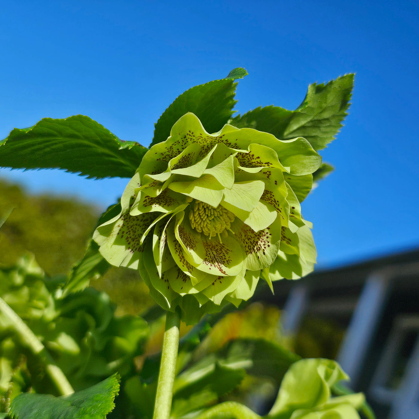 Helleborus x hybridus | Double Hybrid | Green