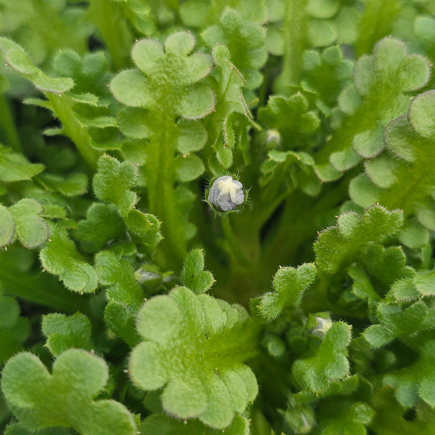 Nemophila menziesii | Penny Black