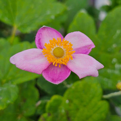 Anemone x hybrida | Pale Pink