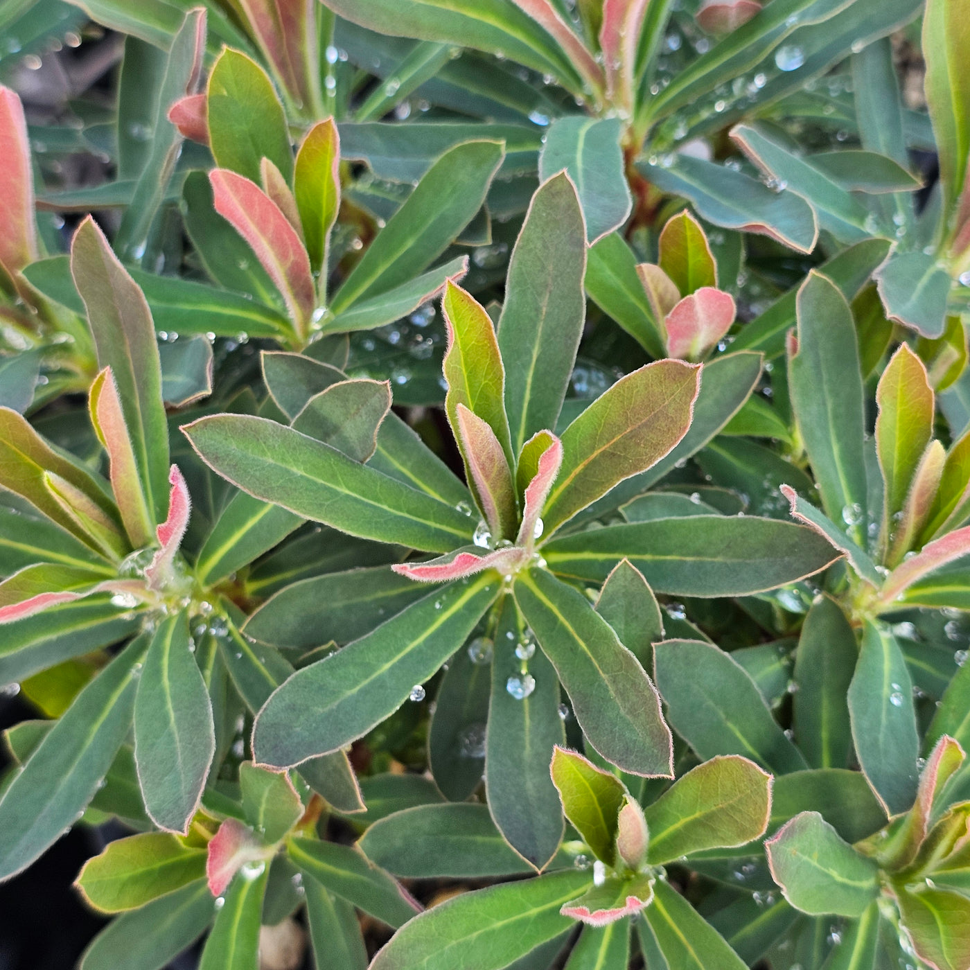 Euphorbia x hybrid | Jade Dragon