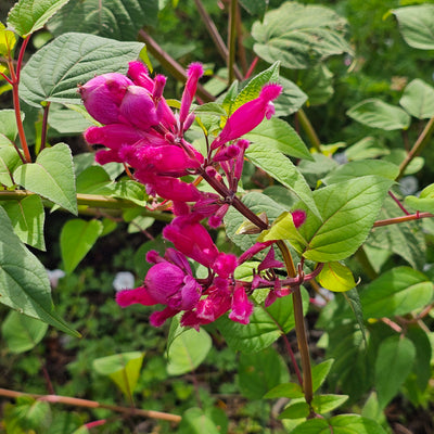 Salvia involucrata var. puberula | Hidalgo