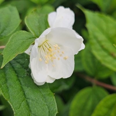 Philadelphus Sp. | Mock Orange
