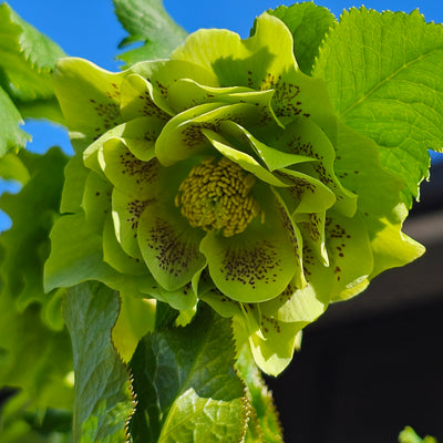 Helleborus x hybridus | Double Hybrid | Green