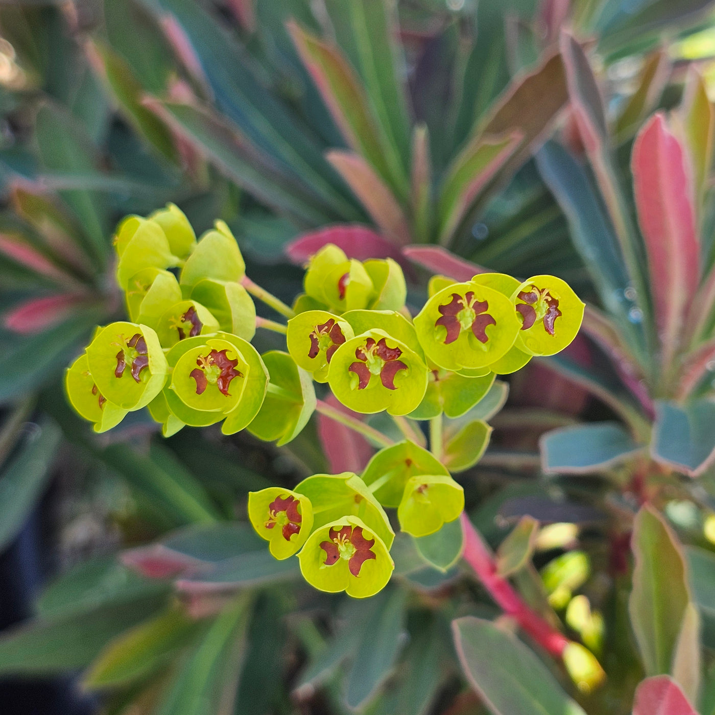 Euphorbia x hybrid | Jade Dragon