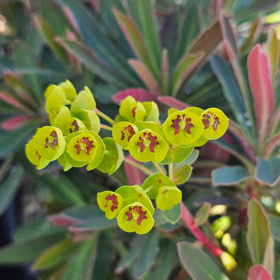 Euphorbia x hybrid | Jade Dragon