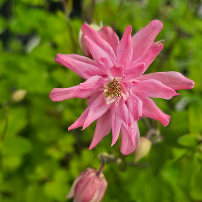 Aquilegia vulgaris | Clementine Salmon Rose