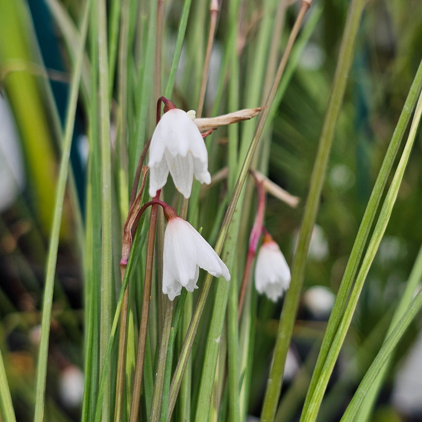 Acis autumnalis | Leucojum Autumnalis