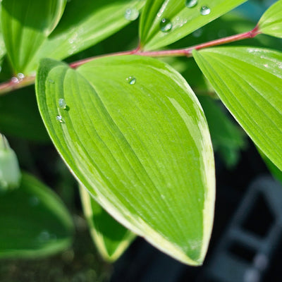 Polygonatum variegatum