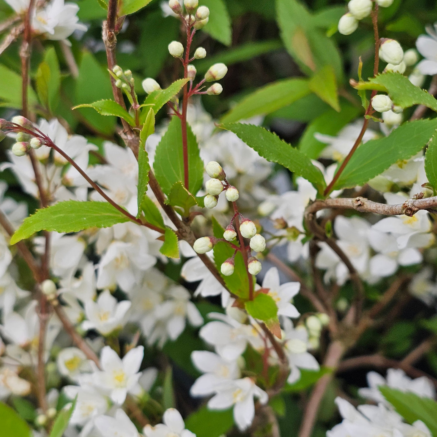 Deutzia gracilis | Nikko