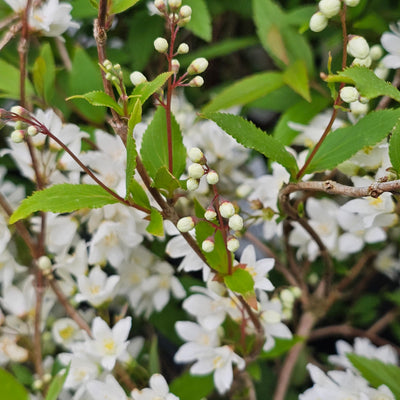 Deutzia gracilis | Nikko