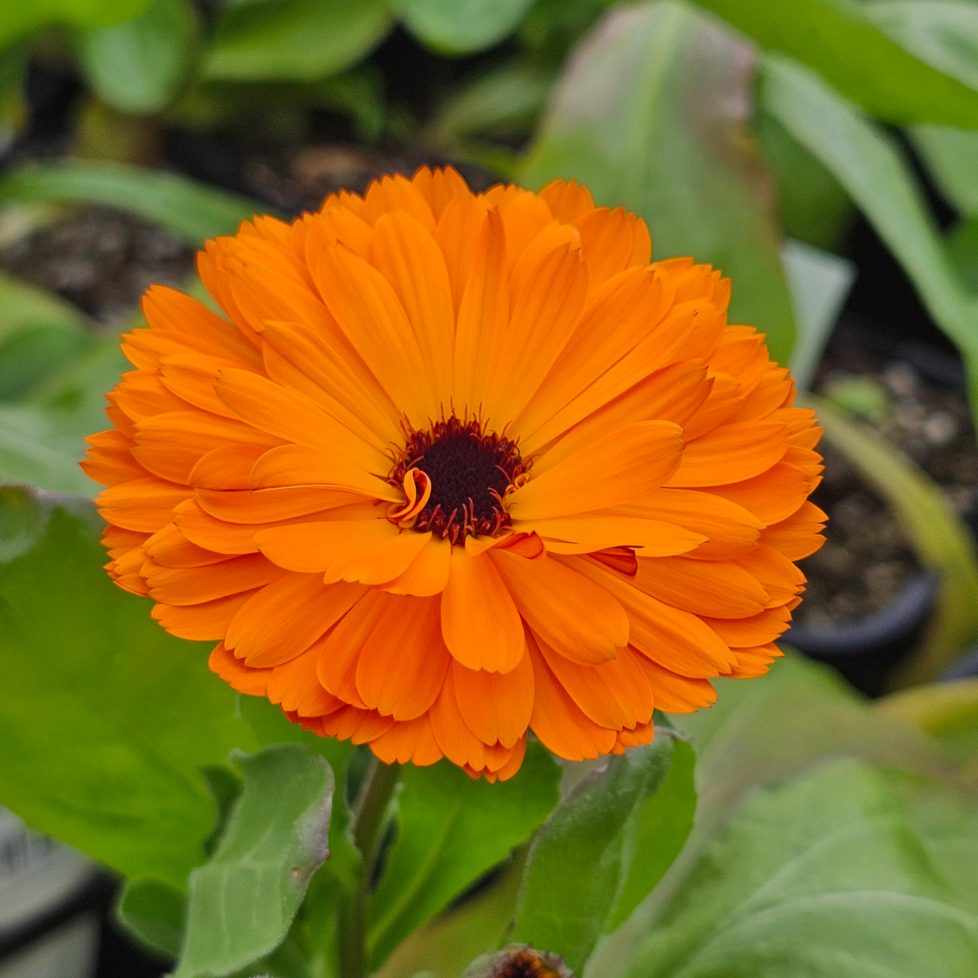 Calendula officinalis | Double Red