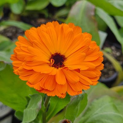 Calendula officinalis | Double Red