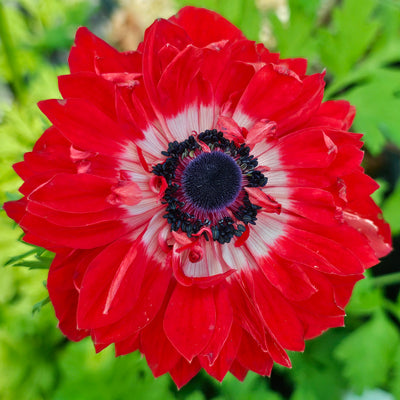 Anemone coronaria | Harmony Double Scarlet | F1 Hybrid