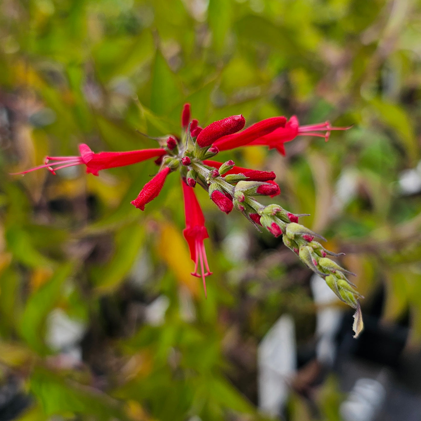 Salvia elegans | Pineapple Sage