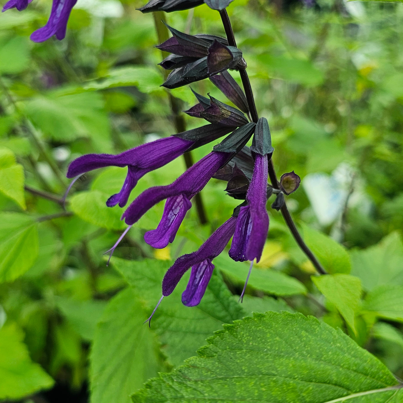 Salvia | Black Knight