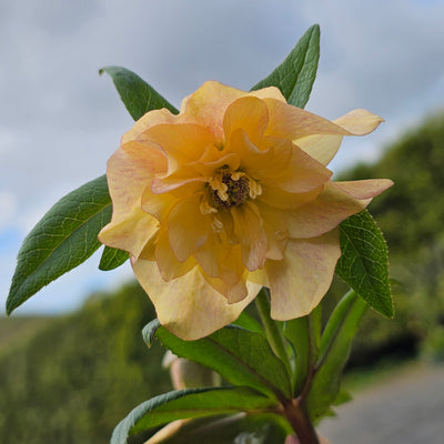 Helleborus x hybridus | Anemone Centered | Apricot