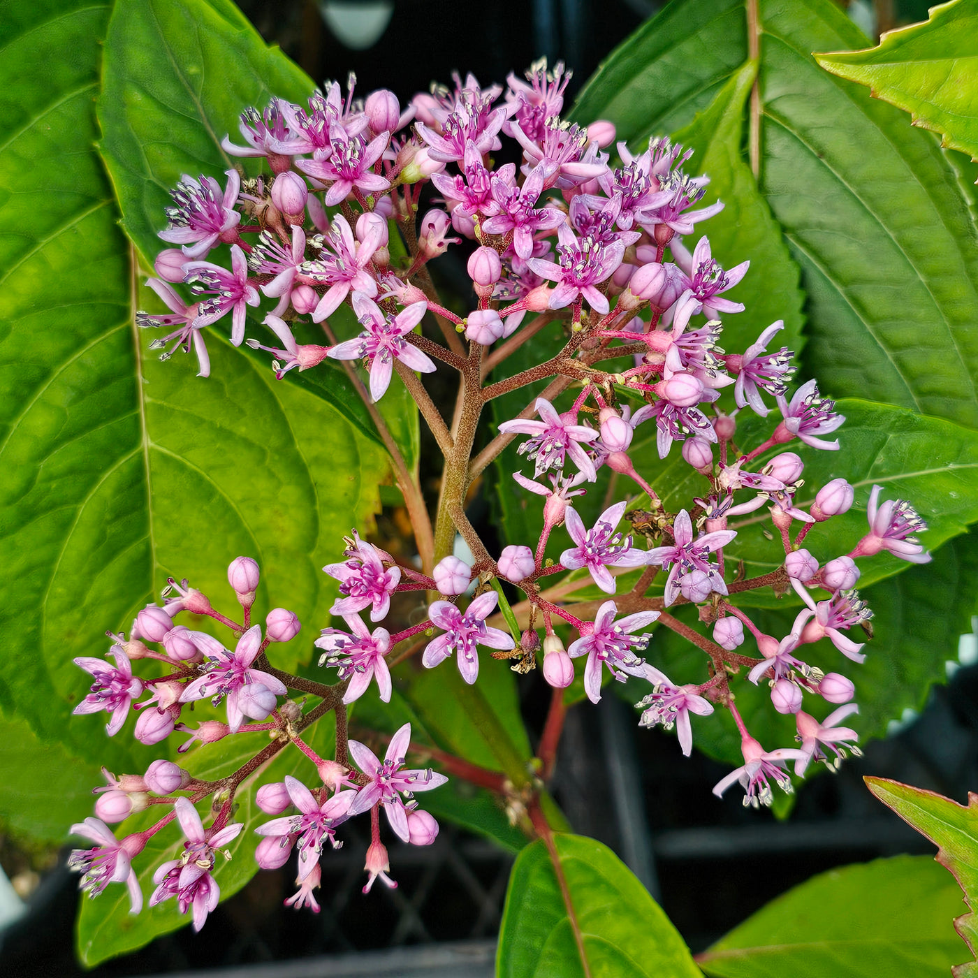 Dichroa versicolor | Blue Sapphire