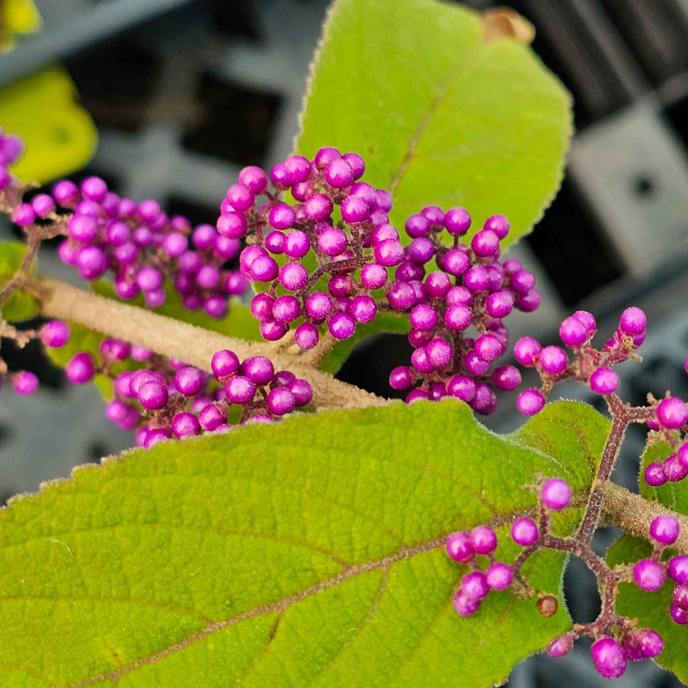 Callicarpa dichotoma | Beauty Berry