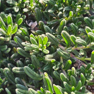 Lithodora diffusa | Grace Ward