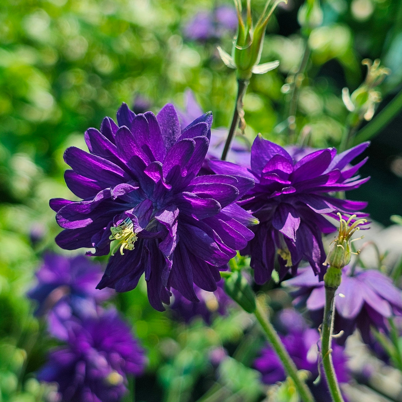 Aquilegia vulgaris var. stellata | Blue Barlow