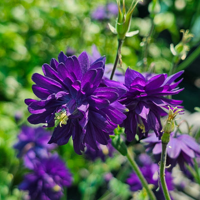 Aquilegia vulgaris var. stellata | Blue Barlow