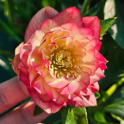 Helleborus x hybridus | Double Hybrid | Apricot