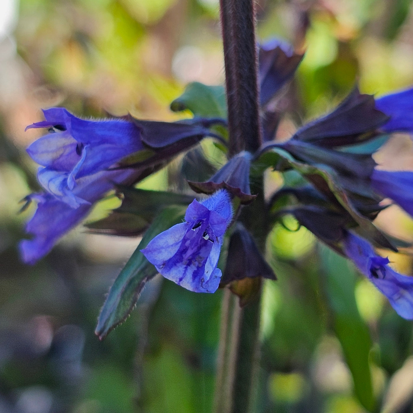 Salvia lyrata | Lyreleaf Sage