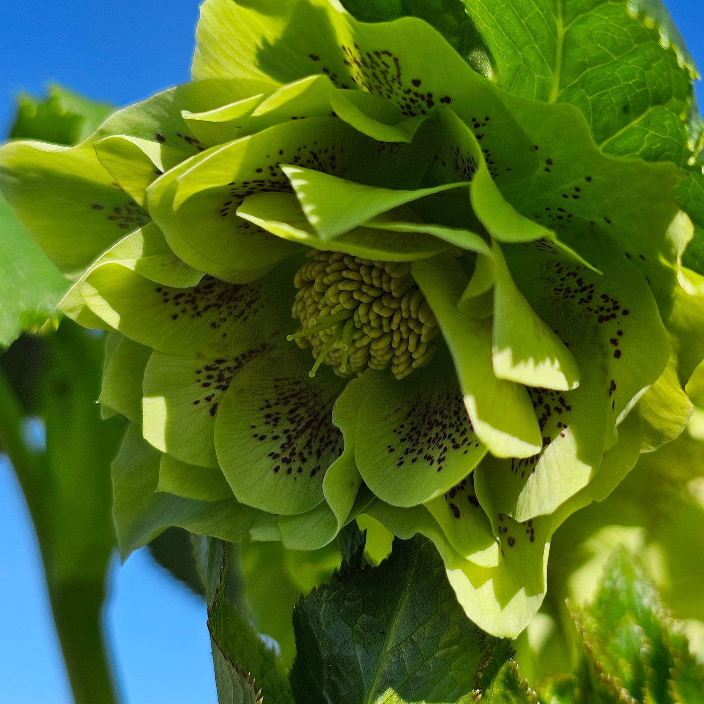 Helleborus x hybridus | Double Hybrid | Green