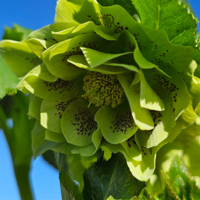 Helleborus x hybridus | Double Hybrid | Green