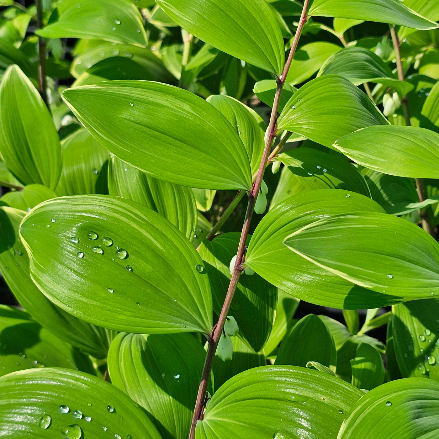 Polygonatum variegatum