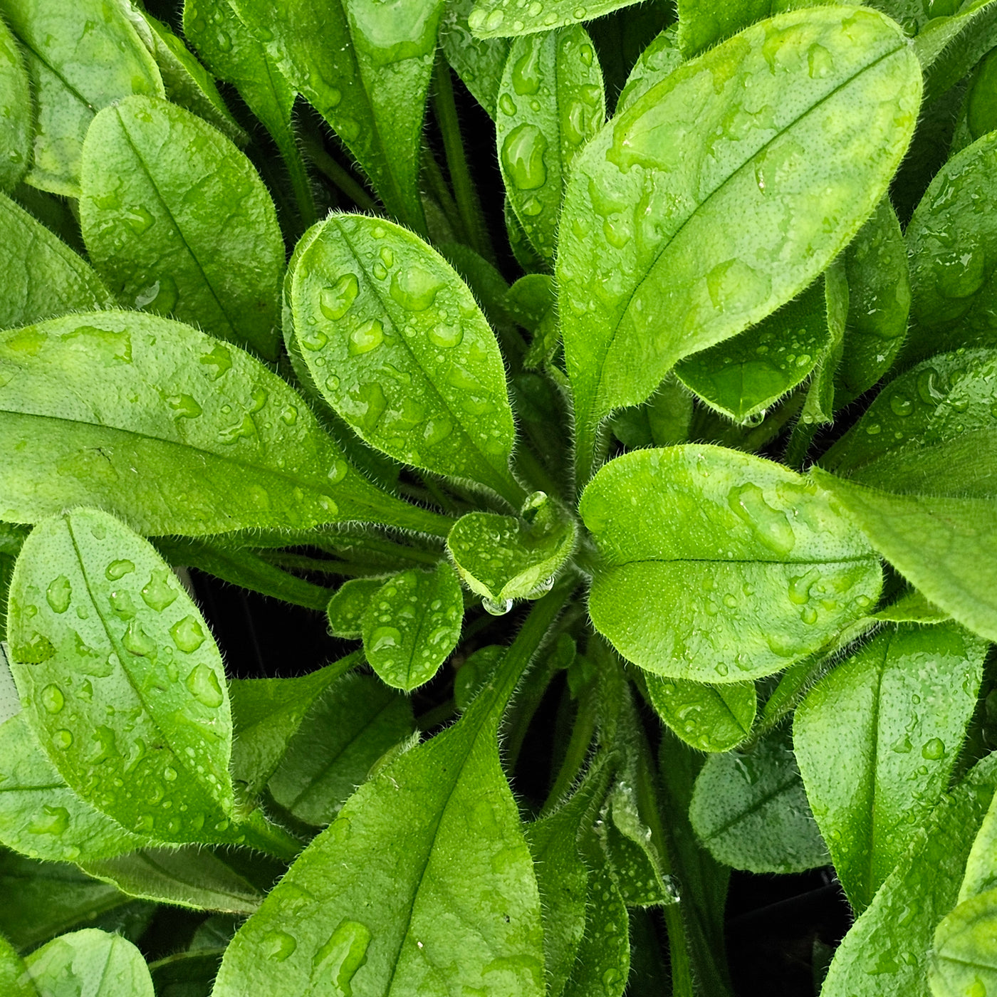 Myosotis alpestris | White | Forget-Me-Not